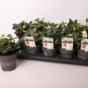 Helleborus niger Helleborus niger 'Mont Blanc' - small
(10 Plants/Order)(13cmP 22cmH)