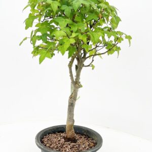 Acer buergerianum Acer buergerianum, 20cm. (5 Plants/Order)(20cmP 45cmH)