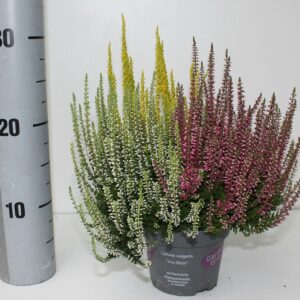 Calluna Garden Girls Trio Trio rot-weiß gelb
(8 Plants/Order)(12cmP 25cmH)