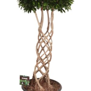Ficus Ginseng Ficus micr. gevlochten cilinder in sierpot
(1 Plants/Order)(45cmP 150cmH)