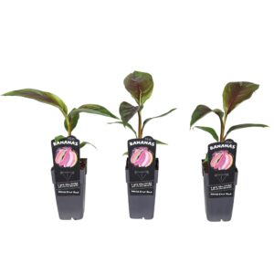 Musa sikkimensis Ever Red
(10 Plants/Order)(15cmP 65cmH)