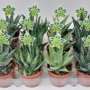 Aloe Aloe Tiki Quattro P9
(12 Plants/Order)(9cmP 16cmH)