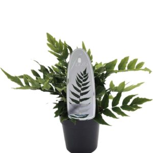 Cyrtomium fortunei clivicola Cyrtomium fortunei var. clivicola ES11 0,7l
(15 Plants/Order)(11cmP 15cmH)