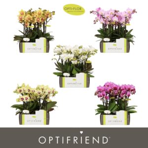 Phalaenopsis Multiflora Optifriend Diversen 3 spike (kleur per tray)
(8 Plants/Order)(7cmP 25cmH)