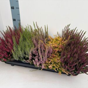 Calluna Beauty-Ladies "Ladies""_Mix-Tray_T10,5"
(10 Plants/Order)(10.5cmP 25cmH)