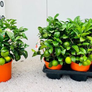 Citrus limetta Rossa-Lime medi-stem
(6 Plants/Order)(14cmP 35cmH)