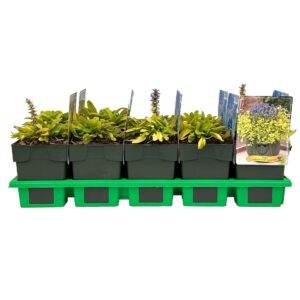 Ajuga reptans Feathered Friends™ Cordial Canary P11
(10 Plants/Order)(11cmP 25cmH)