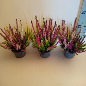 Calluna High Five Beauty Ladies 5 Colours in Pot
(12 Plants/Order)(10.5cmP 20cmH)