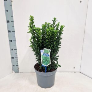 Euonymus japonicus Microphyllus
(1 Plants/Order)(23cmP 55cmH)