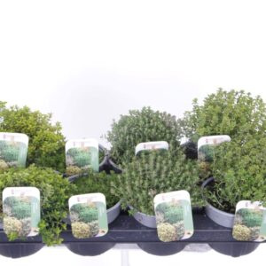 Thymus citriodorus mix
(8 Plants/Order)(13cmP 25cmH)