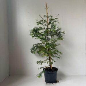 Metasequoia glyptostroboi --gestokt 100 cm
(1 Plants/Order)(19cmP 100cmH)
