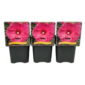 Hibiscus Jazzberry Jam' C5
(1 Plants/Order)(21cmP 35cmH)