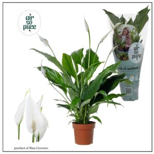 Spathiphyllum Sweet Chico 13 cm Air So Pure hoes steker
(8 Plants/Order)(13cmP 55cmH)
