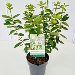 Lonicera Lonicera kamt. 'Kalinka' PBR 40-50C5
(1 Plants/Order)(22cmP 50cmH)
