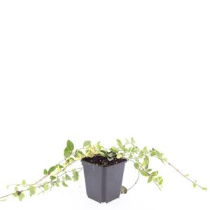 Vinca minor Argenteovariegata Blue and Gold'
(12 Plants/Order)(9cmP 5cmH)
