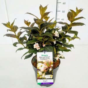 Weigela other Weigela 'Black and White' PBR 30-40C5
(1 Plants/Order)(22cmP 40cmH)