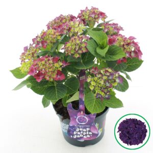 Hydrangea Music Collection Deep Pur macr. Dance'® C5 (23cm.) Kn.
(1 Plants/Order)(23cmP 45cmH)