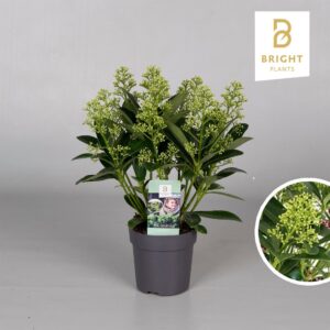 Skimmia japonica Finchy 46272
(12 Plants/Order)(10.5cmP 25cmH)