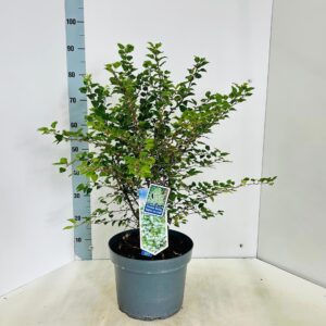 Prunus incisa Kojou-no-mai
(1 Plants/Order)(29cmP 90cmH)