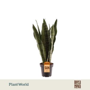 Sansevieria Spearmint (8+ blad)
(6 Plants/Order)(12cmP 45cmH)