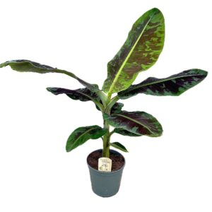 Musa Dwarf Cavendish
(1 Plants/Order)(21cmP 80cmH)
