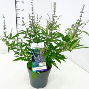 Vitex agnus-castus latifol Vitex agnus-castus latifolia 40-50C5 met Bloemknop
(1 Plants/Order)(23cmP 60cmH)