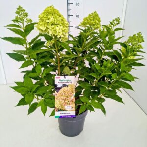 Hydrangea paniculata Hydrangea pan. 'Pixio' PBR 40-50C5
(1 Plants/Order)(22cmP 60cmH)