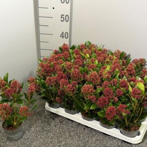 Skimmia japonica Rubella
(15 Plants/Order)(10.5cmP 30cmH)