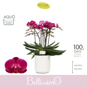Phalaenopsis Multifloratypes other Bellissimo Amore in Molise White Aquo
(3 Plants/Order)(15cmP 50cmH)