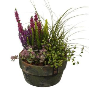 Arrangementen PTHO7711 Arrangement Autumn Outdoor in terracotta schaal
(3 Plants/Order)(20cmP 36cmH)