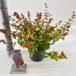Abelia x grandiflora Abelia grandiflora Mystic Daydream ('Opstal 40'PBR) (1 Plants/Order)(17cmP 30cmH)