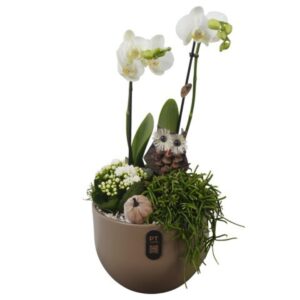 Indoor plants PTHI3252 Arrangement Autumn Indoor in Ceramics Pot
(3 Plants/Order)(19cmP 46cmH)