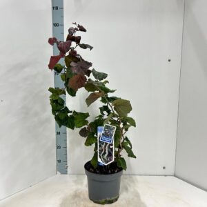 Corylus avellana Red Majestic'
(1 Plants/Order)(23cmP 90cmH)