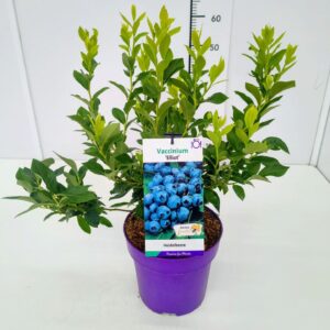 Vaccinium corymbosum Vaccinium cor. 'Elliot' 40-60C5
(1 Plants/Order)(22cmP 60cmH)