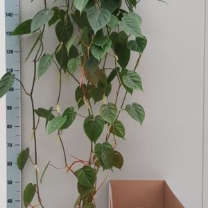 Epipremnum pinnatum Xl Epipremnum Scandens 25cm
(1 Plants/Order)(25cmP 75cmH)