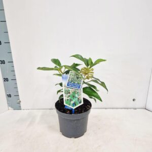 Hedera colchica Arborescens Fall Favourite'
(1 Plants/Order)(17cmP 35cmH)
