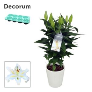 Lilium Oxygen OR White 13cm Ceramics LINO
(8 Plants/Order)(13cmP 40cmH)