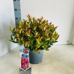 Leucothoe axillaris Zeblid
(1 Plants/Order)(23cmP 40cmH)