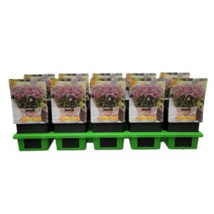 Achillea Achillea millefolium 'Milly Rock Pink' P11 (10 Plants/Order)(11cmP 25cmH)
