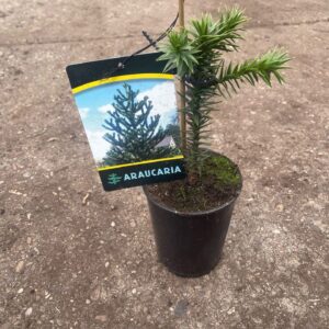 Araucaria araucana Araucaria araucana C1
(10 Plants/Order)(15cmP 15cmH)