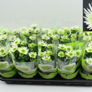 Chrysanthemum Splash Meadow Chrysanthemum Splash Meadow 2-2 Pot 12
(10 Plants/Order)(12cmP 20cmH)
