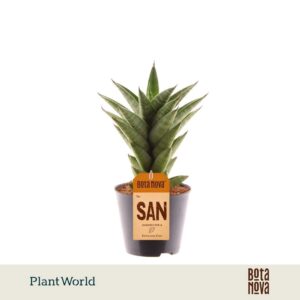 Sansevieria Cylindrica Starshooter' P8,5
(12 Plants/Order)(8.5cmP 25cmH)