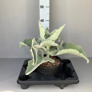 Kalanchoe beharensis elephant ear 17 cm
(1 Plants/Order)(19cmP 45cmH)