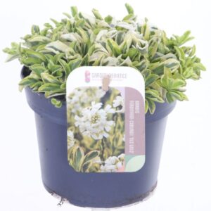 Arabis ferdinandi-coburgii Old Gol f-c
(8 Plants/Order)(13cmP 15cmH)
