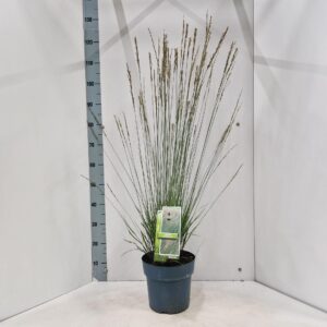Molinia caerulea Heidebraut
(1 Plants/Order)(23cmP 120cmH)