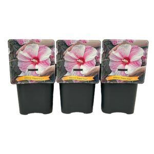 Hibiscus Kopper King C5
(1 Plants/Order)(21cmP 35cmH)
