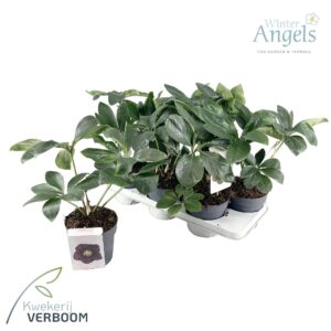 Helleborus orientalis Black Beauty Abigail p15 green
(6 Plants/Order)(15cmP 45cmH)