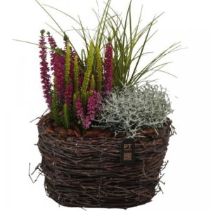 Arrangementen PTHO7642 Arrangement Autumn Outdoor in rieten mand
(3 Plants/Order)(25cmP 40cmH)
