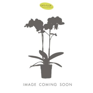 Phalaenopsis white more Ripsen Shorty P12 A2 Martini
(6 Plants/Order)(12cmP 40cmH)