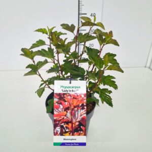 Physocarpus Lady in Red Physocarpus op. 'Lady in Red' 40-50C3
(1 Plants/Order)(19cmP 50cmH)